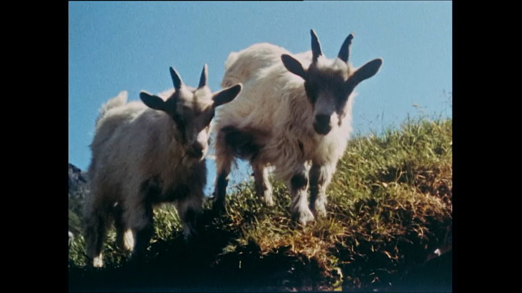 Røldal 1964 (video)